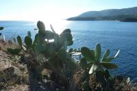 Elba